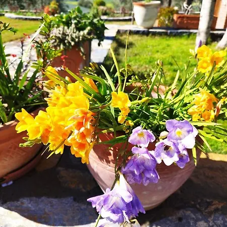 Olive Garden Retreat ホテル Milas