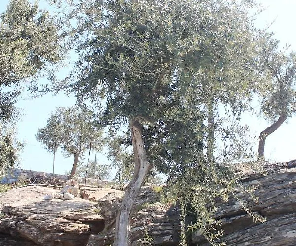 호텔 Olive Garden Retreat Milas